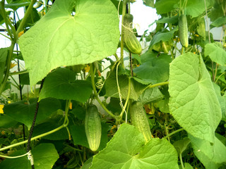 cucumbers on the Bush