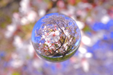 寒桜を閉じ込めて