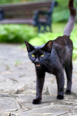 Black cat on the pavement with a raised tail