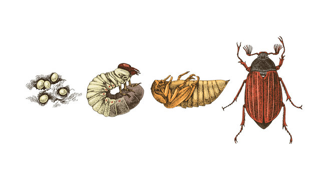 Metamorphosis of Maybug. 4 stages of cockchafers -Melolontha melolontha - life cycle