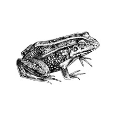 Naklejka premium Hand drawn common water frog