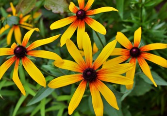 yellow flowers in the garden