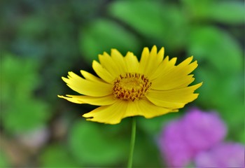 yellow flower
