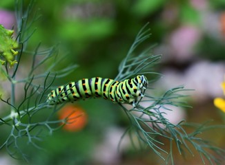 caterpillar on a leaf