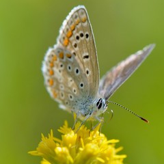 Fototapeta na wymiar Azuré Papillon