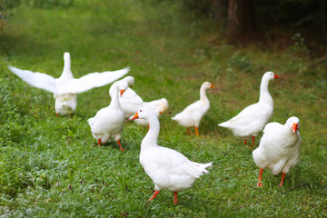 flock of white ducks in green grass