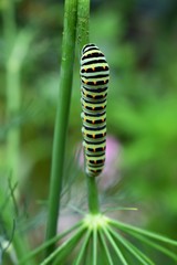 green caterpillar
