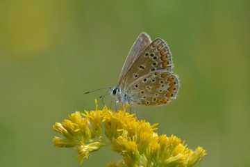 Azuré