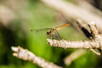 Dragonfly in their natural environment