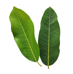 Obraz premium Green leaves isolated on white background – Image 