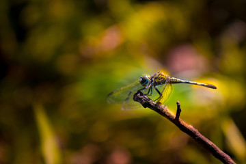 dragonfly on leaf