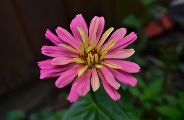 Obraz premium pink flower