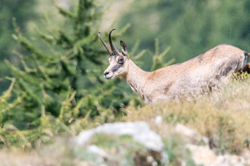 chamois dans le Mercantour
