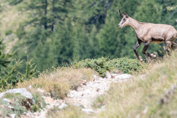 Saut d'un chamois dans le Mercantour