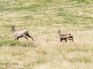 Naklejka premium chamois dans le Mercantour