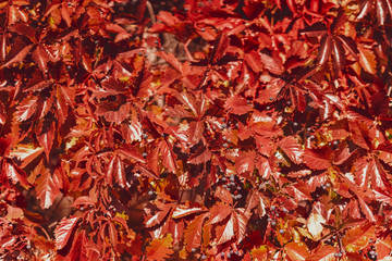 Natural colorful autumn background of wild grape leaves. Colors and texture of autumn