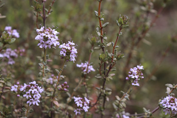 Thymus vulgaris is a species of flowering plant .Thyme is any of several species of culinary and medicinal herbs.