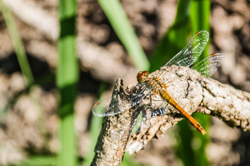 Dragonfly in their natural environment