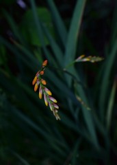 macro flower