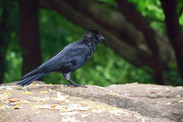 birds