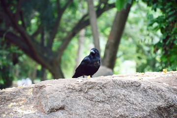 birds