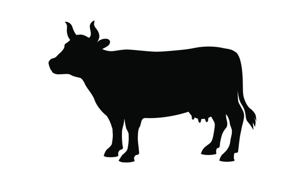 Сow graphic icon. Cow black sign isolated on white background. Cattle symbol. Vector illustration
