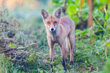 fox looks into the distance in the autumn morning