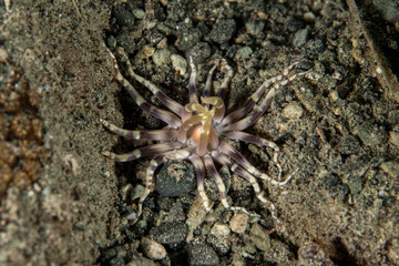 Sea anemones are a group of marine, predatory animals of the order Actiniaria