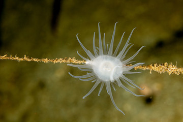 Sea anemones are a group of marine, predatory animals of the order Actiniaria