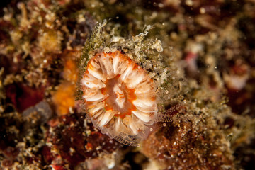 Corals are marine invertebrates within the class Anthozoa of the phylum Cnidaria
