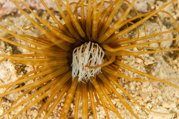 Sea anemones are a group of marine, predatory animals of the order Actiniaria
