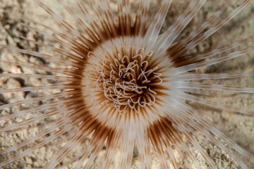 Fototapeta premium Sea anemones are a group of marine, predatory animals of the order Actiniaria