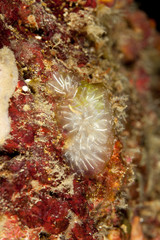 Corals are marine invertebrates within the class Anthozoa of the phylum Cnidaria