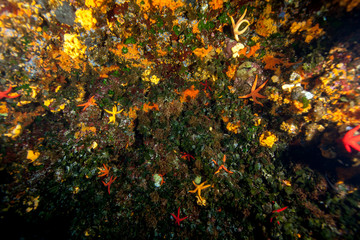 Corals are marine invertebrates within the class Anthozoa of the phylum Cnidaria