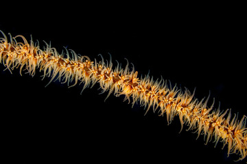 Corals are marine invertebrates within the class Anthozoa of the phylum Cnidaria
