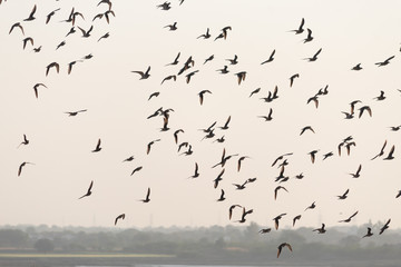 Flock of birds flying against the sky