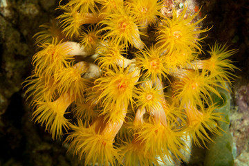 Corals are marine invertebrates within the class Anthozoa of the phylum Cnidaria