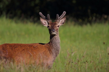 Naklejka na ściany i meble deer