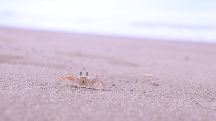 Little Crab