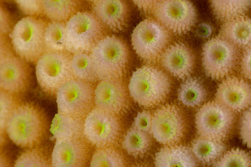 Corals are marine invertebrates within the class Anthozoa of the phylum Cnidaria