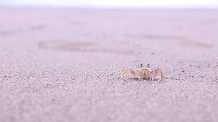 crab on the beach