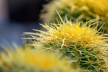 yellow cactus plants during flowering showing buds and thorns
