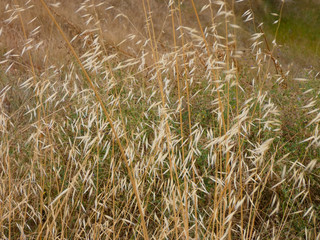 Hierba seca