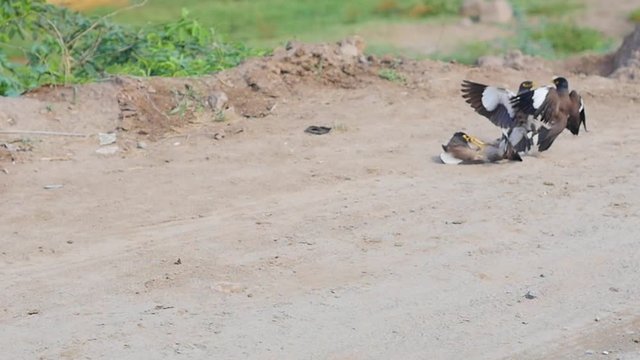 Myna birds fighting with each other