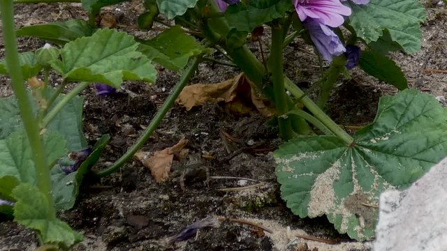 Young toad hops around in a beach garden.