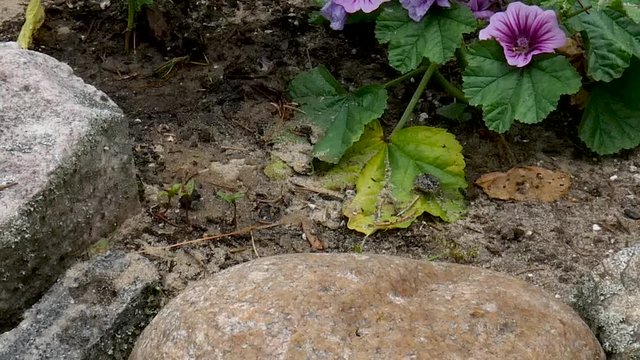 Young toads hop around in a beach garden.