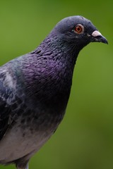 portrait of pigeon