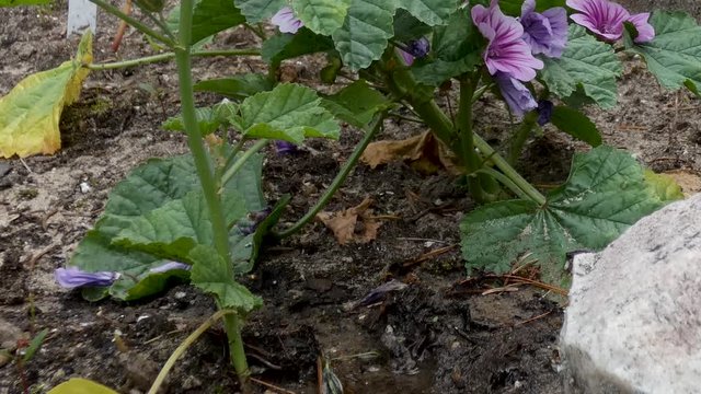 Young toads hop around in a beach garden.