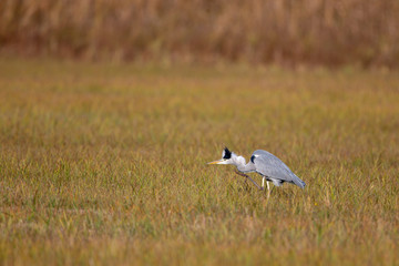 Grey Heron (Ardea cinerea) on a meadow in the nature protection area Moenchbruch near Frankfurt,...