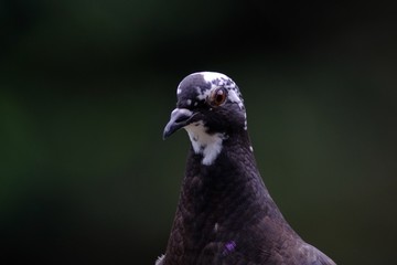 portrait of pigeon